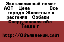 Эксклюзивный помет АСТ › Цена ­ 30 000 - Все города Животные и растения » Собаки   . Свердловская обл.,Тавда г.